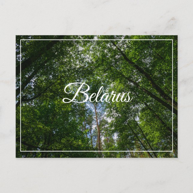 Postale Nature Paysage Paysage Forêt Biélorussie Carte pos (Devant)