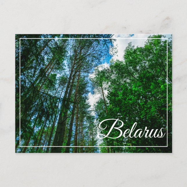 Postale Nature Paysage Paysage Forêt Biélorussie Carte pos (Devant)
