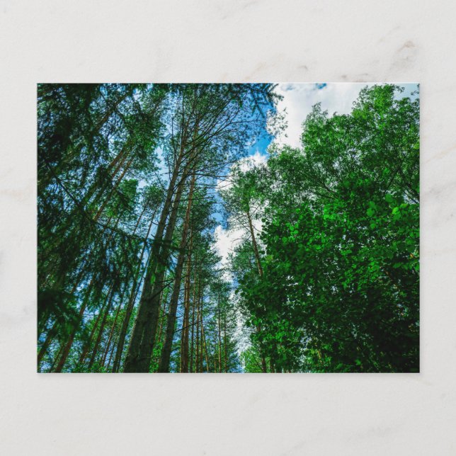Postale Nature Paysage Paysage Forêt Biélorussie Carte pos (Devant)