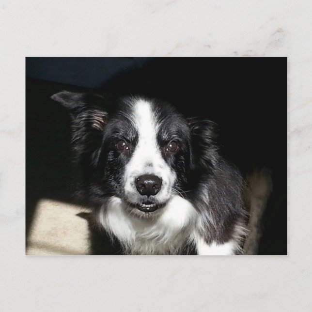Postale Notre frontière bien-aimée Collie Jake - carte pos (Devant)