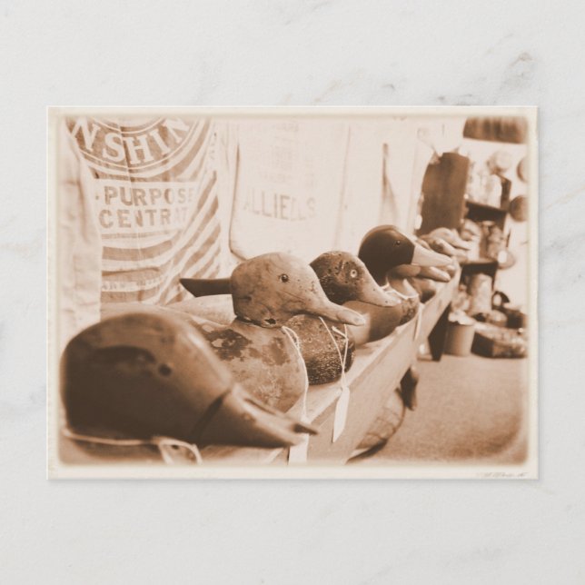 Postale Obtenez vos canards dans une rangée - Carte postal (Devant)