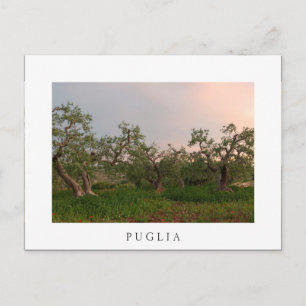 Postale Olive tree grove au coucher du soleil carte postal