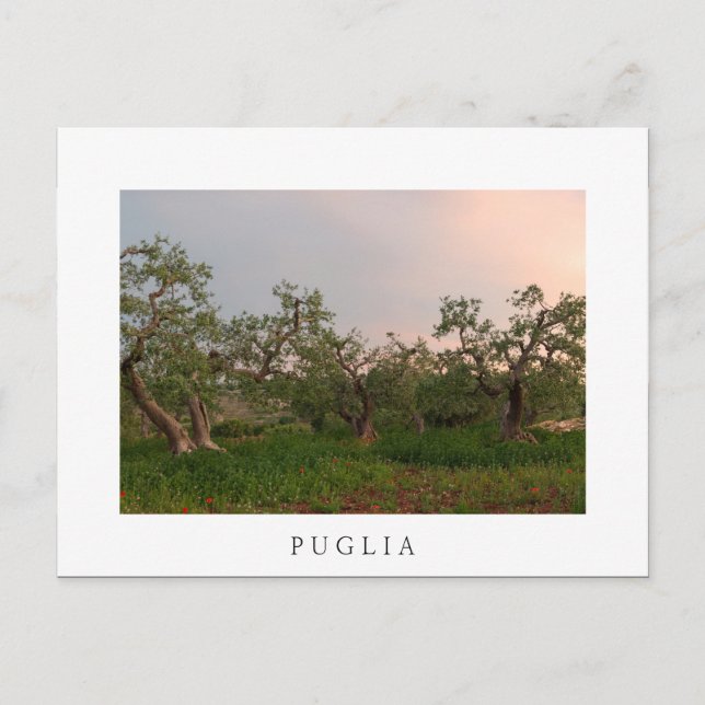 Postale Olive tree grove au coucher du soleil carte postal (Devant)