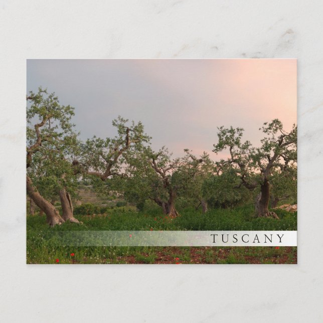 Postale Olive tree grove au coucher du soleil carte postal (Devant)