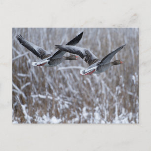 Postale Paire d'oies grises volant dans la neige carte pos