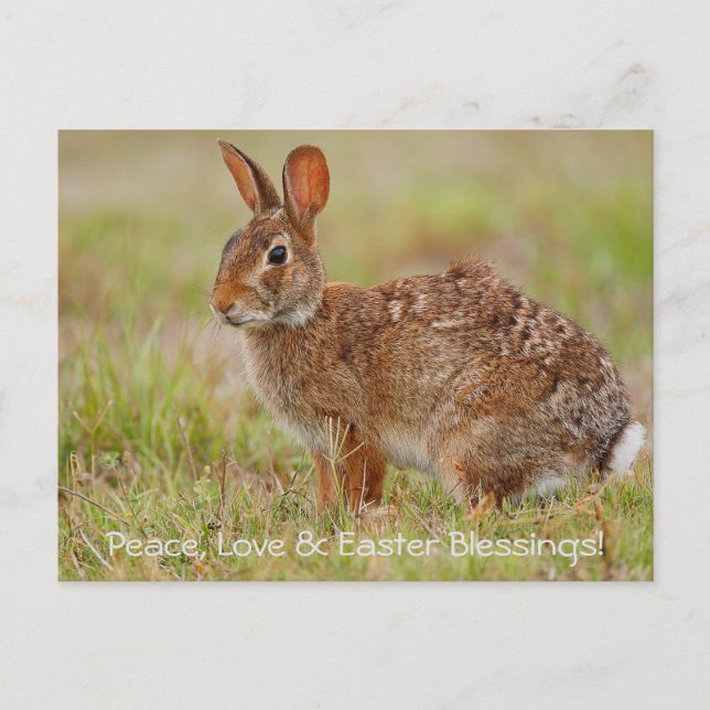 Postale Paix, Amour et Bénédictions de Pâques ! Carte post (Devant)