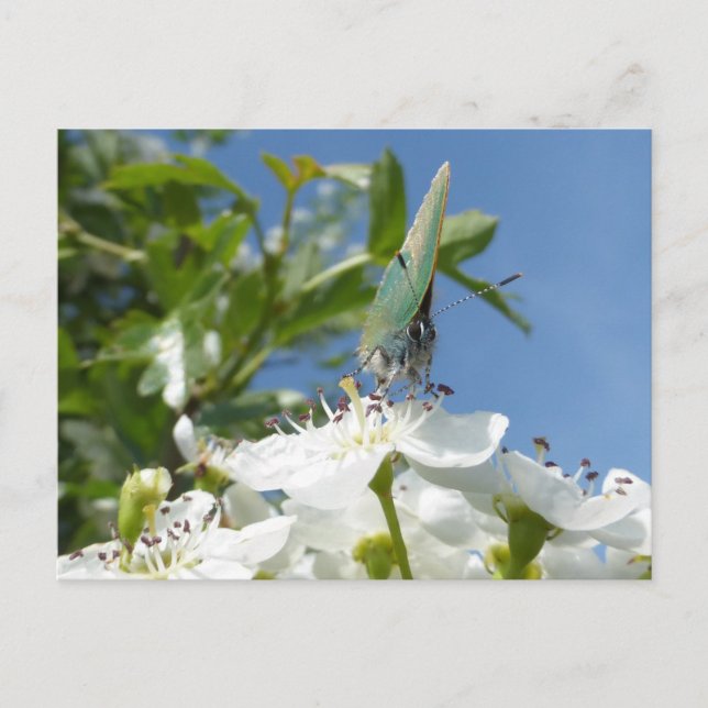 Postale Papillon Hairstreak vert do-it-yourself carte post (Devant)