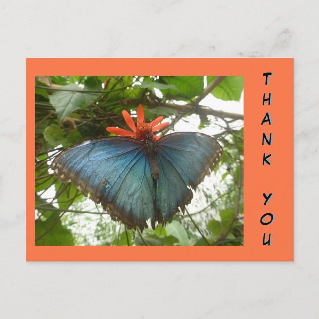 Postale Papillon Morpho Bleu sur Carte de Remerciement Fle (Devant)