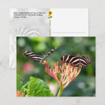 Papillons à longues ailes zèbres, Floride - carte 
