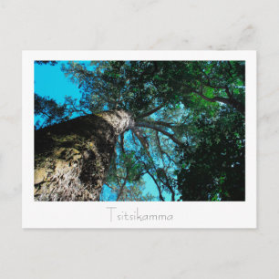 Postale Parc national de Tsitsikamma Afrique du Sud Carte 