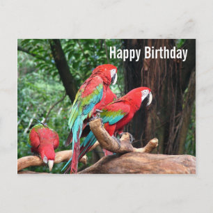 Postale Parrots Bonne carte d'anniversaire