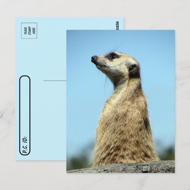 Postale Passage de poste - Meerkat sur la carte de voeux d (Devant / Derrière)