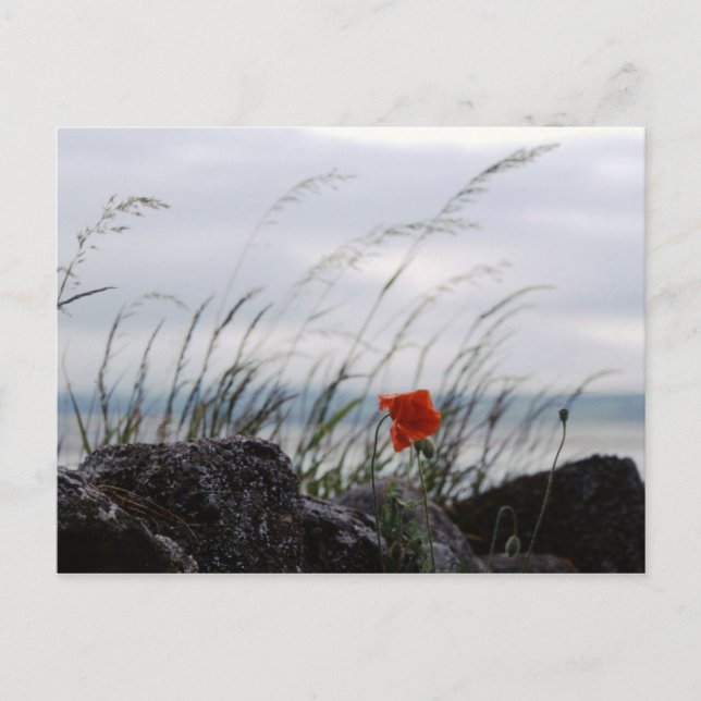Postale Pavot solitaire, Lindisfarne, Angleterre - Carte p (Devant)