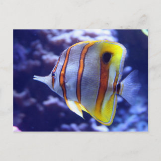 POSTALE PÊCHER LA CARTE POISSON