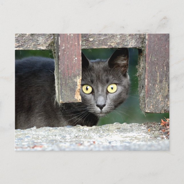 Postale Photo cat, animal de compagnie, animaux . carte po (Devant)