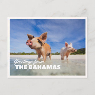 Postale Photo de cochon des Bahamas Exuma Cay Carte de vœu