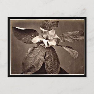 Postale Photographie Vintage carte postale-Charles Aubry 2