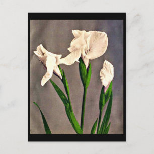 Postale Photographie Vintage carte postale-Kazumasa Ogawa 