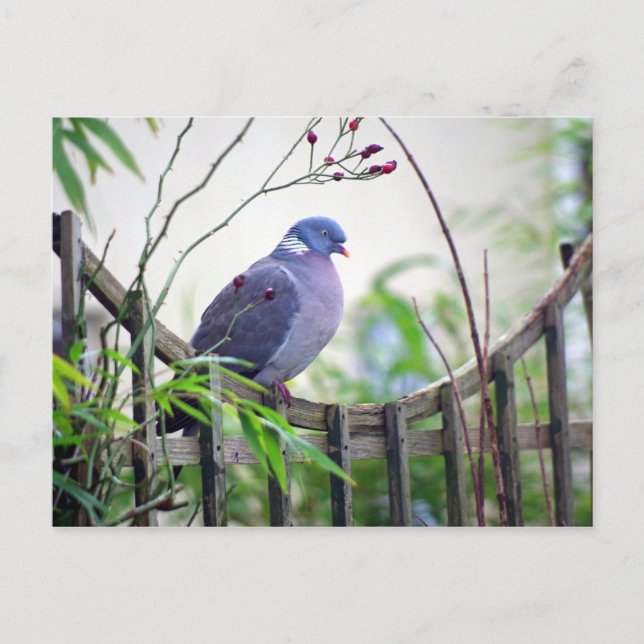 Postale pigeon sur la barrière Carte (Devant)