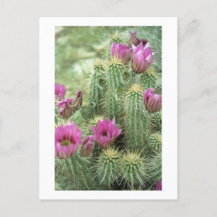 Postale Pink Trill Bloom Cactus Arizona Photo Carte Postal