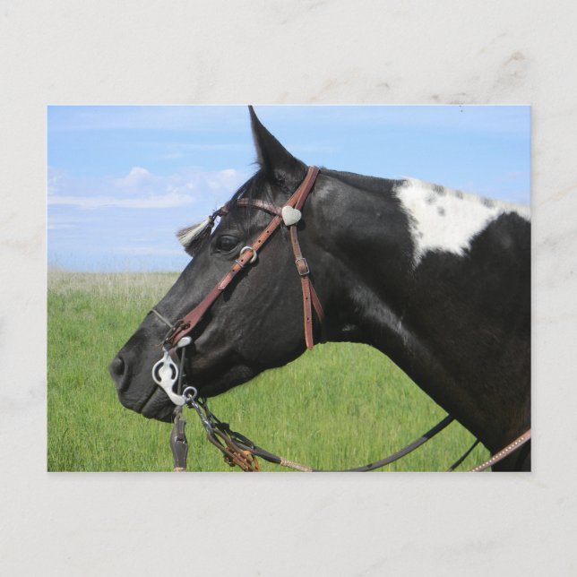 POSTALE PINTO HORSE POST CARTE (Devant)