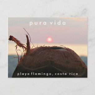 Postale Playa Flamant rose Sunset Coconut Costa Rica Carte