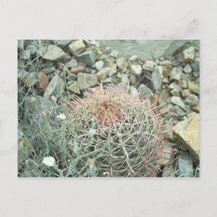 Postale Poésie du désert Cactus Arizona Photo Carte postal