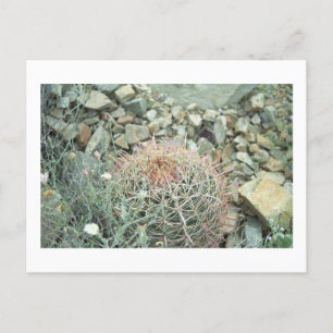 Postale Poésie du désert Cactus Arizona Photo Carte postal