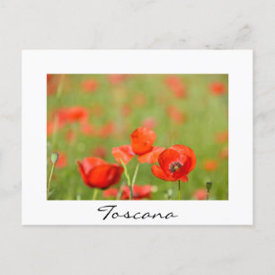 Postale Poppies dans un champ de pavot blanc texte carte p