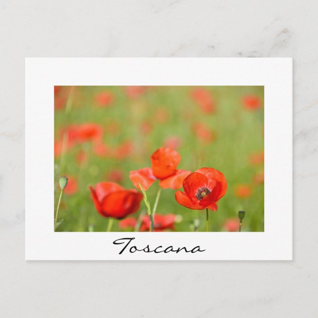 Postale Poppies dans un champ de pavot blanc texte carte p (Devant)