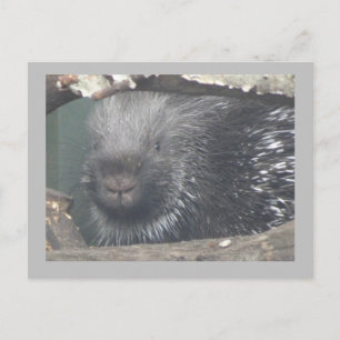 Postale Porcupine mignonne Face do-it-yourself Texte Carte