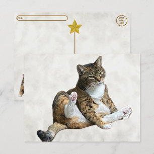 Postale Postcrossing - Pose de chat ridicule - Carte posta