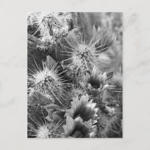 Postale Prickly Cactus Desert Flowers B&W Photo Carte post