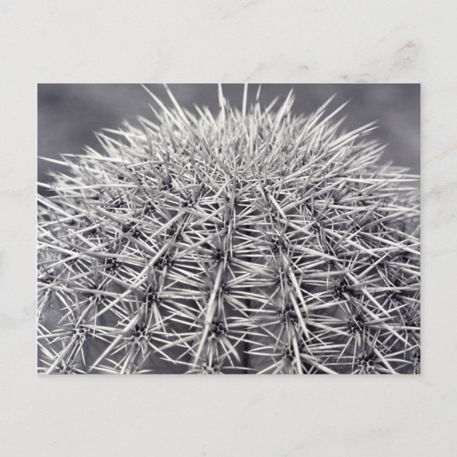 Postale Pricks Cactus Sonoran Desert B&W Photo Carte posta (Devant)
