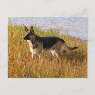 Postale Pure Bred German Shepherd'une photo sur carte post