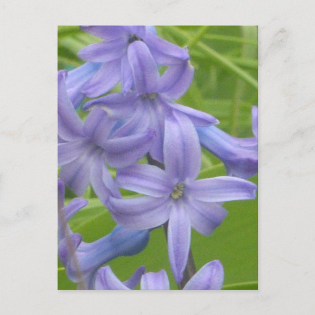Postale Purple Hyacinth Fermer do-it-yourself carte postal (Devant)