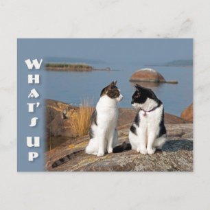 Postale Quoi de neuf CC0553 Chat conversation Carte postal