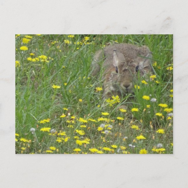 Postale Rabbit en Fleur sauvage do-it-yourself carte posta (Devant)