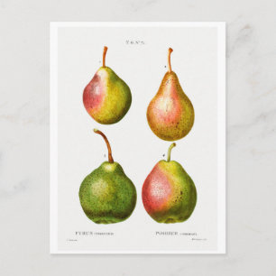POSTALE REDOUTÉ ILLUSTRATION BOTANIQUE DES "PEARS" CARTE P