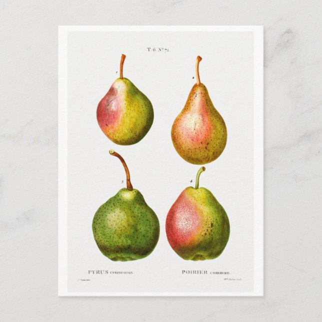 POSTALE REDOUTÉ ILLUSTRATION BOTANIQUE DES "PEARS" CARTE P (Devant)