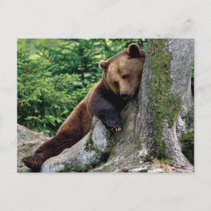 Postale Repos Brown Ours Wildlife Series # 10 Carte postal