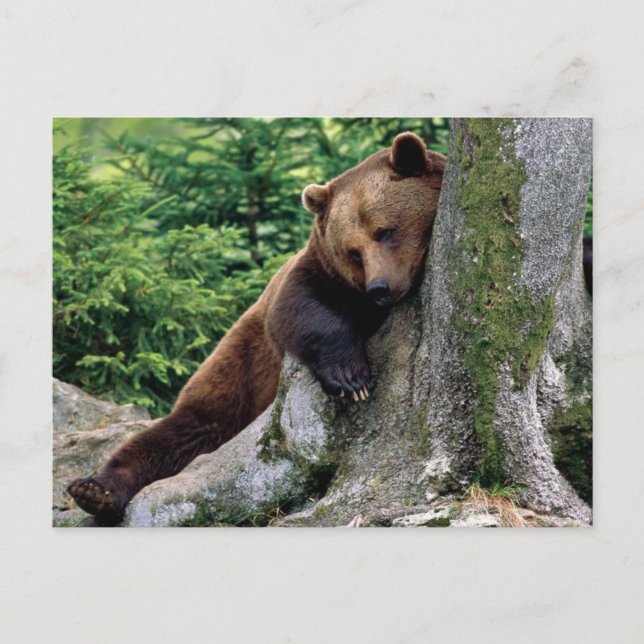 Postale Repos Brown Ours Wildlife Series # 10 Carte postal (Devant)