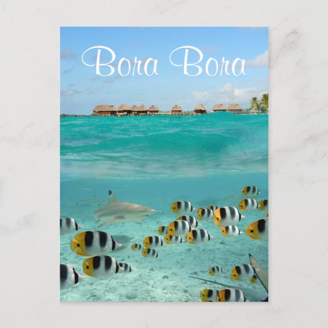 Postale Requin chasse poissons dans Bora Bora carte postal (Devant)