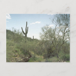 Postale Riverbed Souvenir Arizona Desert Photo Carte posta
