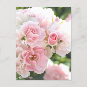 Postale Rosa Cerezo : Carte Postale_ver.2.0