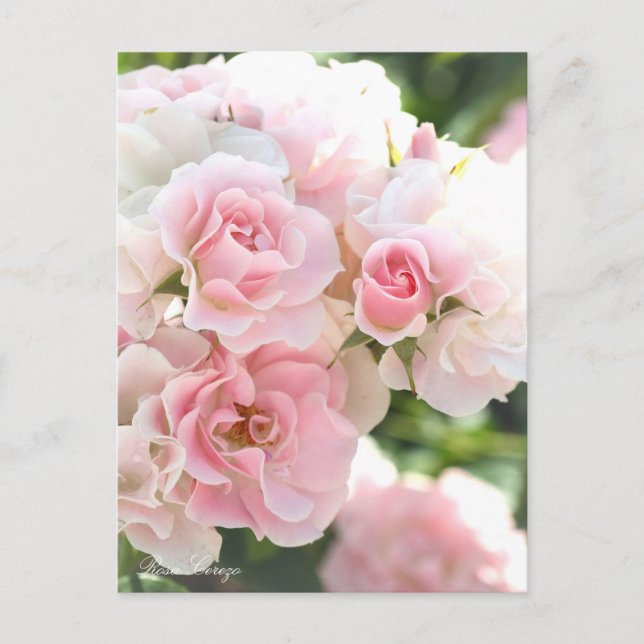 Postale Rosa Cerezo : Carte Postale_ver.2.0 (Devant)