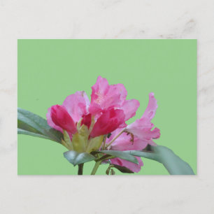 Postale Rosée Rhododendron Étouffer La Poussière. Carte po
