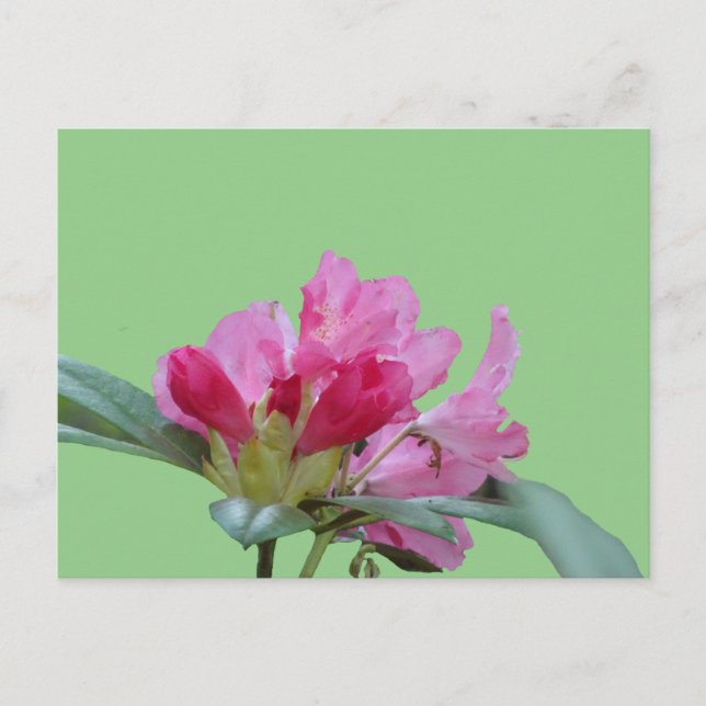 Postale Rosée Rhododendron Étouffer La Poussière. Carte po (Devant)