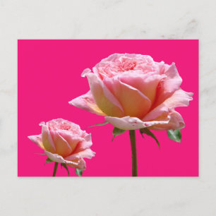 Postale Roses Roses Roses Étroitement La Poussière. Carte 