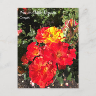 Postale Roses rouges et jaunes, Portland, Oregon Carte pos